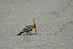 Hoopoe picking up a worm on the road