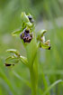 Foto af Larnaca-Ophrys (Ophrys flavomarginata). Fotograf: 