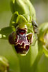 Photo of (Ophrys flavomarginata). Photographer: 
