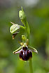 A cyprus bee orchid