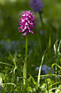 Photo ofNaked-man Orchid (Orchis italica). Photographer: 