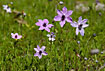 Violet buttercups (var. alba)