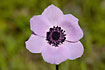 Violet buttercup (var. alba)