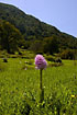 Orchid in the landscape