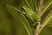 Tree Frog hunting in the vegetation during the day