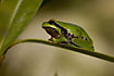 Tree frog resting in the vegetation during the day