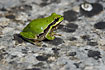 Tree Frog on a rock
