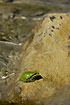 Tree Frog relaxing on a rock in a stream