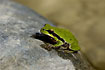 Wet Tree Frog drying on a warm stone