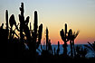 Cactus in a sunset over the mediterranean sea at the cypriotic south coast