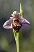 Photo ofWoodcock Orchid (Ophrys lapetica). Photographer: 
