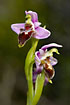 Photo ofWoodcock Orchid (Ophrys lapetica). Photographer: 