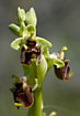 Photo ofSpider Orchid (Ophrys levantina). Photographer: 