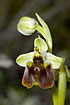 Foto af Levantinsk Ophrys (Ophrys levantina). Fotograf: 