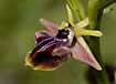 Foto af Barm Ophrys (Ophrys mammosa). Fotograf: 