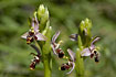Foto af Nicosia-Ophrys (Ophrys lapetica). Fotograf: 
