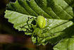 Foto af Smaragdedderkop (Micrommata virescens). Fotograf: 