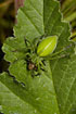 Green Huntsman spider with grashopper prey