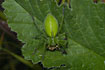 Green Huntsman spider with grashopper prey