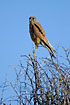 Common Kestrel on a lookout