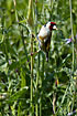 Goldfinch eating seeds