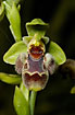 The bee-orchid Ophrys flavomarginata