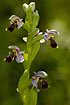 Foto af Navle-Ophrys (Ophrys umbillicata). Fotograf: 
