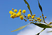 Acacia flowers against the blue sky