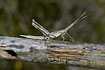 Photo ofWhite-banded Grasshopper  (Acrida ungarica). Photographer: 