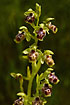 Photo of (Ophrys flavomarginata). Photographer: 