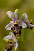 Photo ofWoodcock Orchid (Ophrys umbillicata). Photographer: 