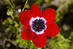 Red variant of Persian buttercup (var. sanguineus)