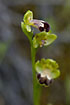 Photo ofOmega Ophrys (Ophrys israelitica). Photographer: 