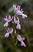 Photo ofAnatolian Orchid ssp. troodi (Orchis anatolica ssp. troodi). Photographer: 