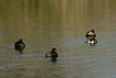 A group of grebes in summer plumage