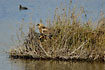 Western Marsh Harrier female eating a coot in the reeds