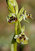 Bornmuellers Ophrys