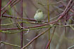 Chiffchaff with its black legs