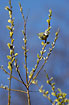 Blue Tit among willow catkins in the early spring