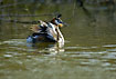 Great Crested Grebe with elevated wings