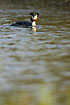 Great Crested Grebe showing the caracteristic ornamental feathers