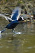Coot basking in a low flight 