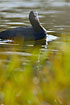 Coot partly covered by plants