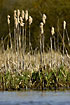 Bulrushes in a winter state