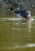 Great Crested Grebe having a shake
