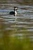 Great Crested Grebe swimming towards the photographer