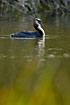 Greeat Crested Grebe