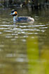Great Crested Grebe at the riverside