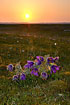 Pasqueflowers at sunset