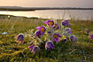 Pasqueflowers at the inlet